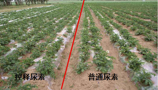 青青草视频污APP緩釋尿素在馬鈴薯上的對比實驗.jpg 青青草视频污APP緩釋尿素在馬鈴薯上的對比實驗.jpg