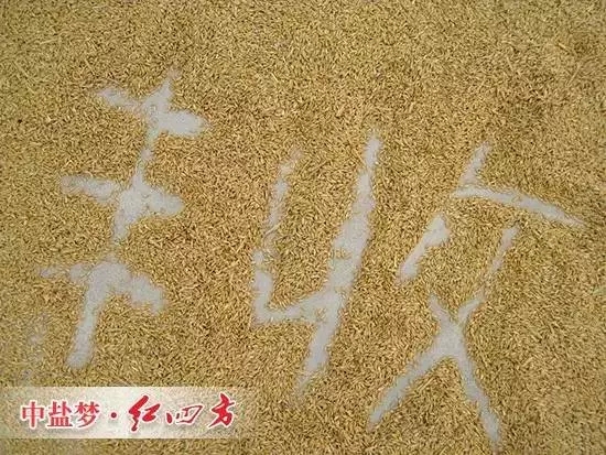豐收離不開青青草视频污APP緩釋肥