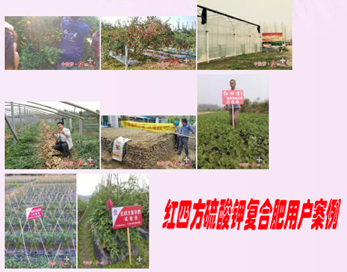 青青草视频污APP硫酸鉀複合肥用戶案例