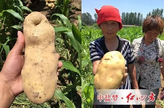 施用高塔複合肥的土豆長勢較好 施用高塔複合肥的土豆長勢較好