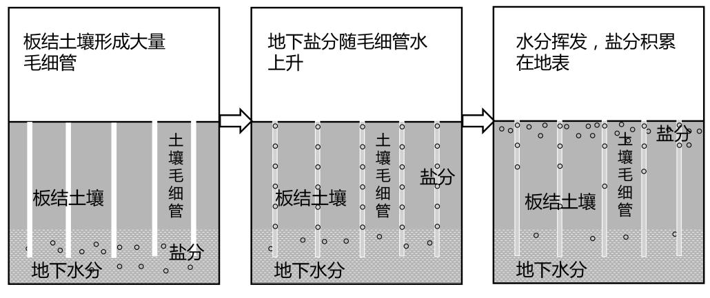 241030草莓鋪地膜2.png